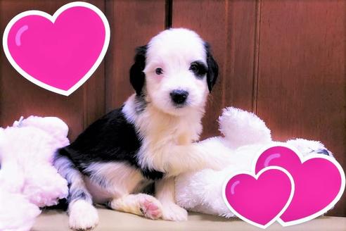 成約済の茨城県のミックス犬-108558の2枚目