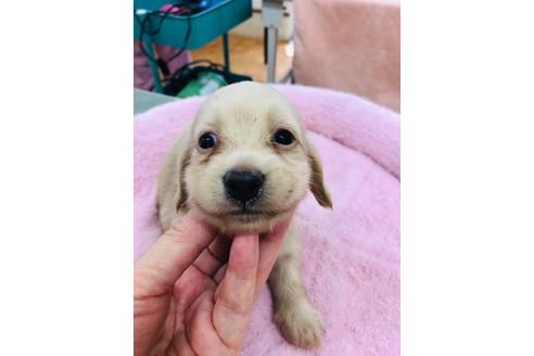 成約済の茨城県のミニチュアダックスフンド(ロングヘアード)-108574の1枚目