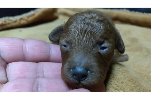 成約済の愛知県のトイプードル-107722の14枚目