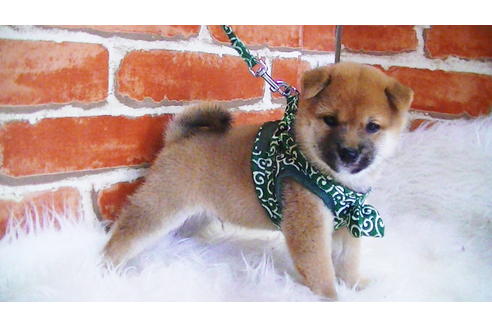 成約済の福岡県の豆柴-105330の5枚目