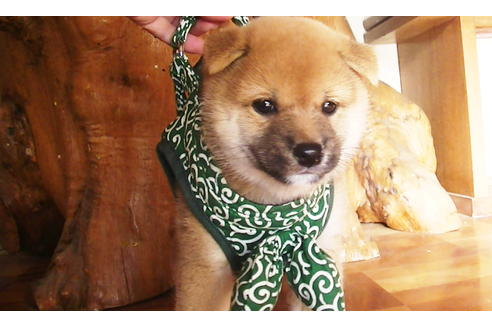 成約済の福岡県の豆柴-105330の1枚目