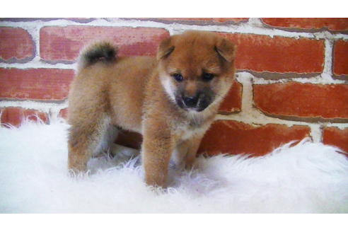 成約済の福岡県の豆柴-105330の4枚目