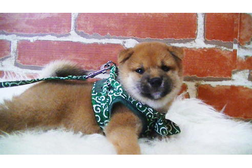 成約済の福岡県の豆柴-105330の3枚目