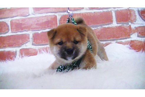 成約済の福岡県の豆柴-105330の2枚目