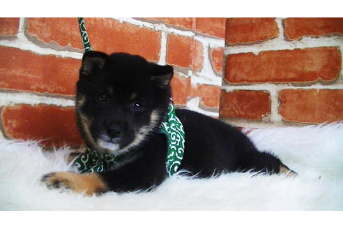 成約済の福岡県の豆柴-108591の5枚目