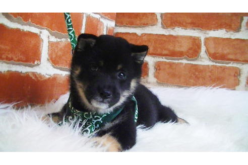 成約済の福岡県の豆柴-108591の1枚目