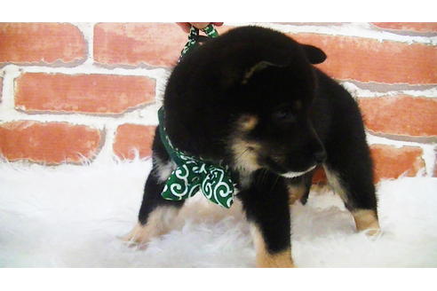 成約済の福岡県の豆柴-108591の4枚目