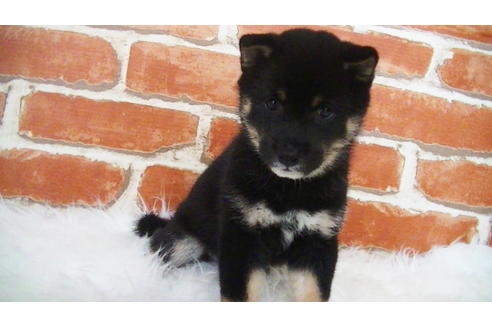 成約済の福岡県の豆柴-108591の3枚目