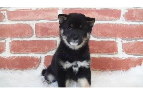 成約済の福岡県の豆柴-108591の2枚目