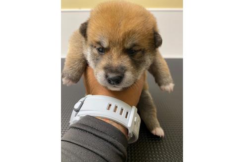 成約済の滋賀県の柴犬-108610の1枚目