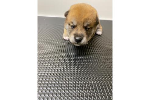成約済の滋賀県の柴犬-108610の4枚目