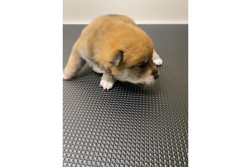 成約済の滋賀県の柴犬-108610の2枚目