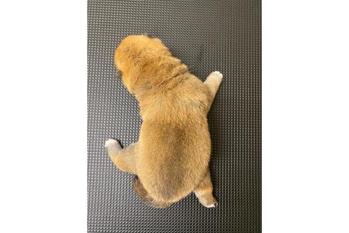 成約済の滋賀県の柴犬-108610の3枚目