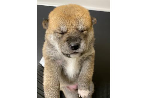 成約済の滋賀県の柴犬-108599の4枚目
