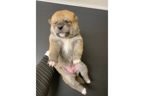 成約済の滋賀県の柴犬-108599の3枚目