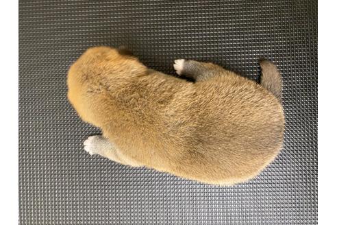 成約済の滋賀県の柴犬-108599の2枚目