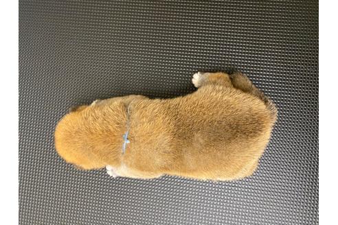 成約済の滋賀県の柴犬-108608の2枚目