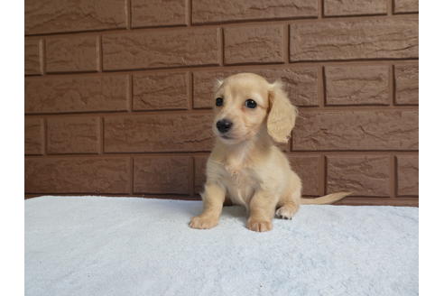 成約済の埼玉県のミニチュアダックスフンド(ロングヘアード)-108645の3枚目