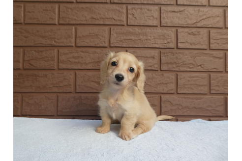 成約済の埼玉県のミニチュアダックスフンド(ロングヘアード)-108645の1枚目