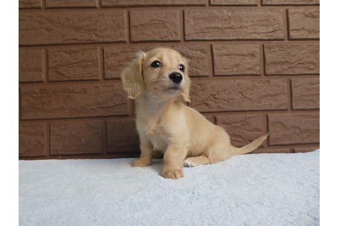 成約済の埼玉県のミニチュアダックスフンド(ロングヘアード)-108645の2枚目