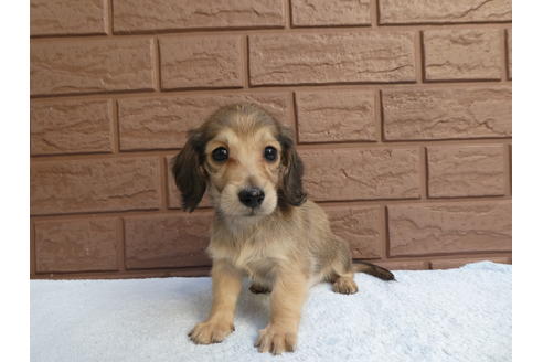 成約済の埼玉県のミニチュアダックスフンド(ロングヘアード)-108647の3枚目