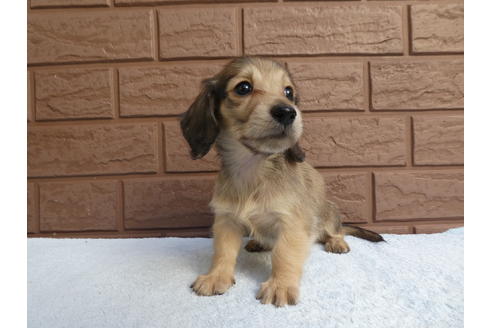成約済の埼玉県のミニチュアダックスフンド(ロングヘアード)-108647の1枚目