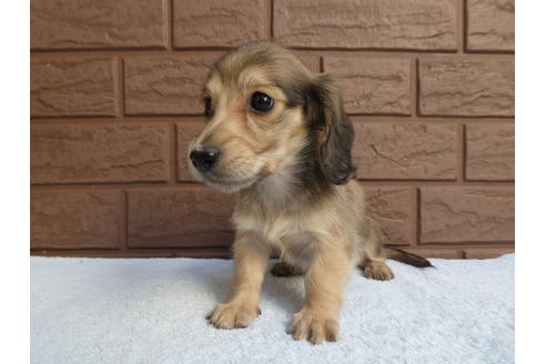 成約済の埼玉県のミニチュアダックスフンド(ロングヘアード)-108647の2枚目