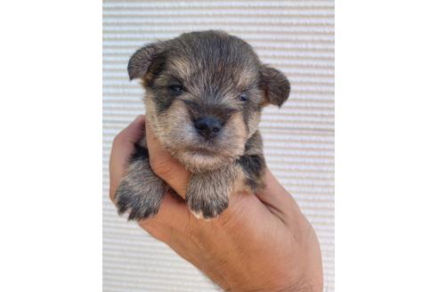 成約済の埼玉県のミックス犬-108305の2枚目