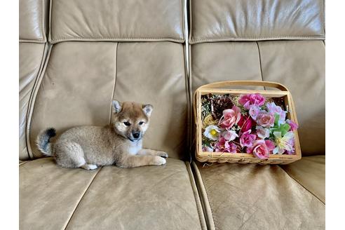 成約済の徳島県の柴犬-106975の1枚目