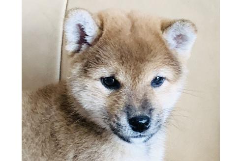 成約済の徳島県の柴犬-106975の3枚目