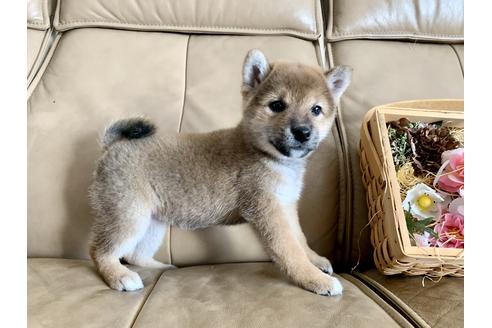 成約済の徳島県の柴犬-106975の2枚目