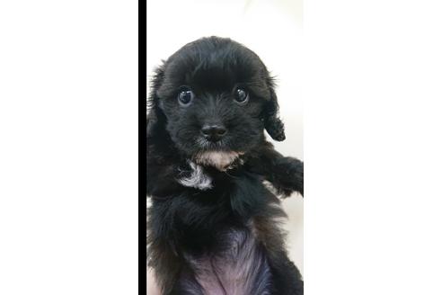 成約済の北海道のミックス犬-108665の4枚目