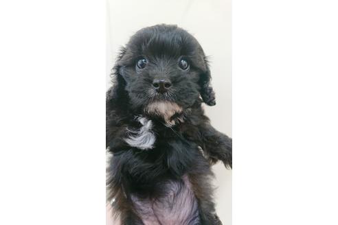 成約済の北海道のミックス犬-108665の2枚目