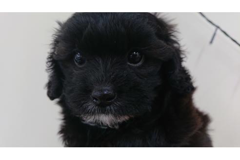 成約済の北海道のミックス犬-108665の1枚目