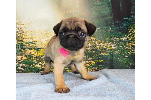 成約済の茨城県のパグ-106877の4枚目