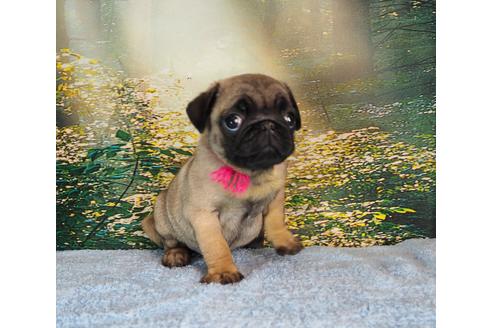 成約済の茨城県のパグ-106877の1枚目