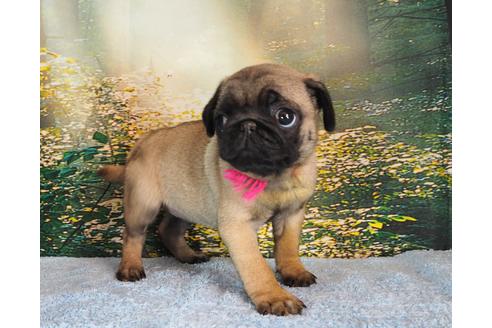 成約済の茨城県のパグ-106877の3枚目