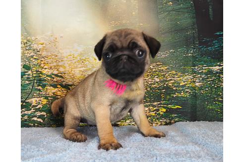 成約済の茨城県のパグ-106877の2枚目