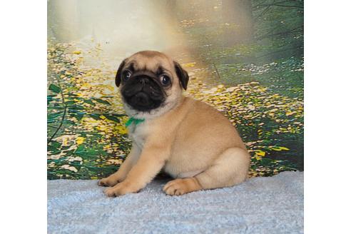 成約済の茨城県のパグ-105591の5枚目