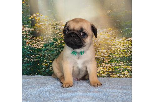 成約済の茨城県のパグ-105591の4枚目