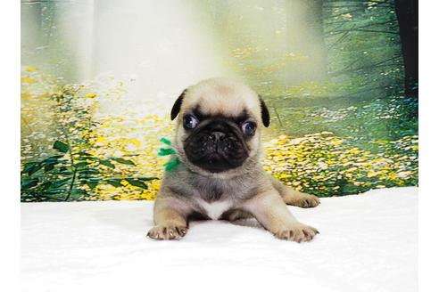 成約済の茨城県のパグ-105591の3枚目