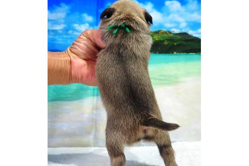 成約済の茨城県のパグ-105591の2枚目