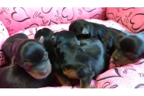 成約済の愛知県のヨークシャーテリア-108696の7枚目