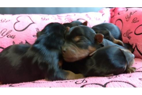 成約済の愛知県のヨークシャーテリア-108696の6枚目