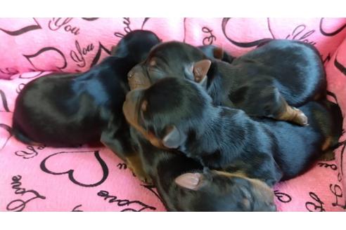 成約済の愛知県のヨークシャーテリア-108696の5枚目