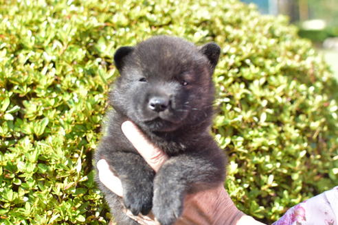 成約済の福岡県の甲斐犬-108721の1枚目