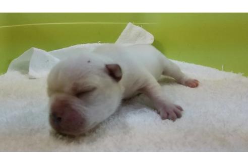成約済の愛知県のフレンチブルドッグ-108723の5枚目