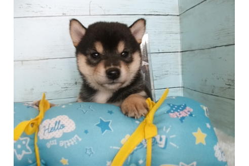 成約済の埼玉県の柴犬-108751