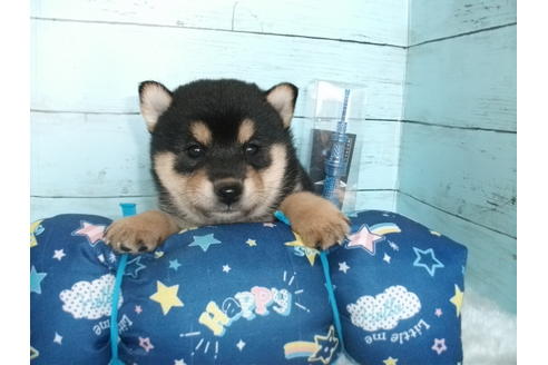 成約済の埼玉県の柴犬-108752