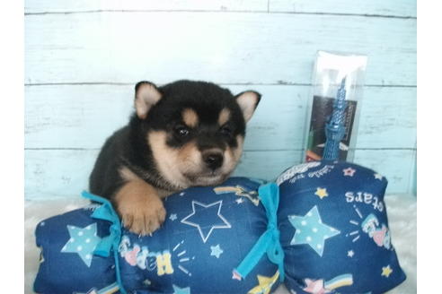 成約済の埼玉県の柴犬-108752の4枚目
